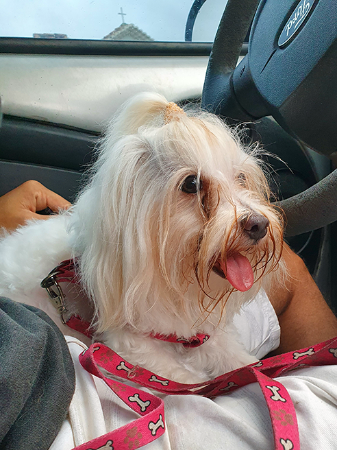 Lila